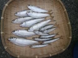 サビキでサッパが釣れています