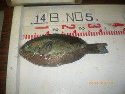 姫路市立遊漁センター　サビキで良型アジ&ウキ釣りでグレ