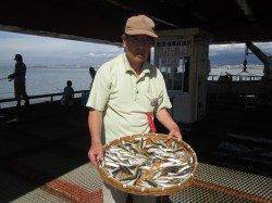 尼崎市立魚つり公園のサビキアジ好調、嬉しい外道でサヨリも