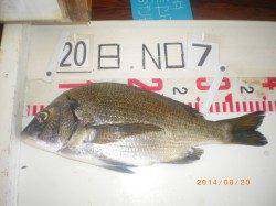 姫路市立遊漁センター　キッズのチヌ釣果☆