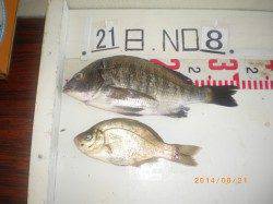 ウキ釣りでチヌとタナゴの釣果　姫路市立遊漁センター