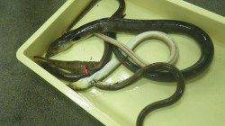 みなべ堺漁港でアナゴ釣果