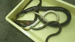 みなべ堺漁港でアナゴ釣果