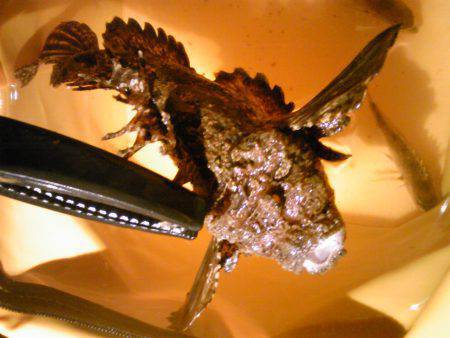 灘浜の橋の下にて投げ釣り〜まさかのオニオコ…