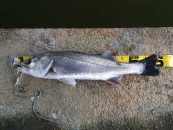 朝マヅメ、ミノーで60cmの綺麗なシーバス…