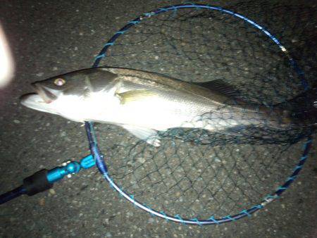 白灯台周辺シーバス〜仕事帰りのキャストにゴ…