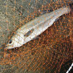 高砂埋立地周辺エビ撒きハネ釣り〜手のひらサ…