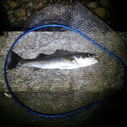 久々子周辺でのシーバス釣果です
