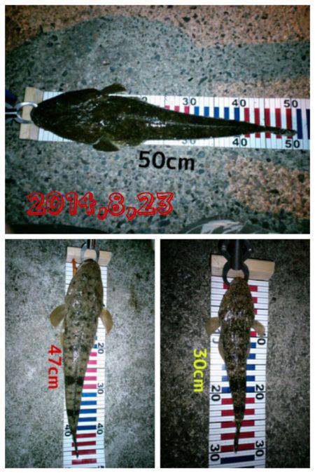 浅茂川　マゴチ3尾に加えタコの姿も