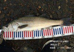 津居山にて70cmのシーバス