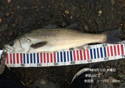 津居山にて70cmのシーバス
