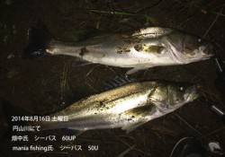 円山川にてシーバス60UP&50U…