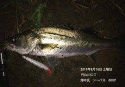 円山川にてシーバス60UP&50UP