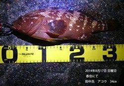 香住にてアコウ34㎝