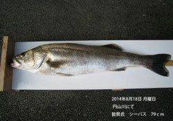 円山川にてシーバス79cm