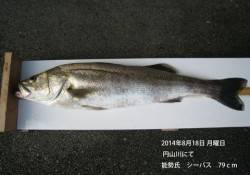 円山川にてシーバス79cm