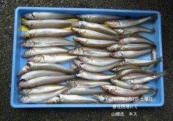 香住西港にてキスが好釣果です