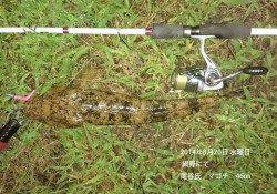 網野にてマゴチ46㎝2匹