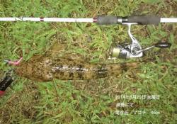 網野にてマゴチ46㎝2匹