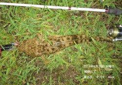 網野にてマゴチ46㎝2匹