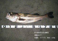 津居山にてシーバス86㎝・4.1㎏