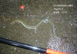 円山川にてウナギの釣果です