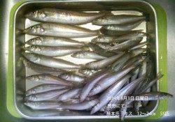 竹野にてキス55匹の釣果