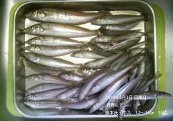 竹野にてキス55匹の釣果