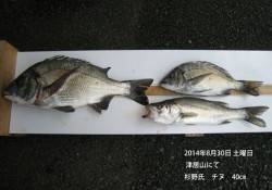 【30日】津居山にてチヌ40cm