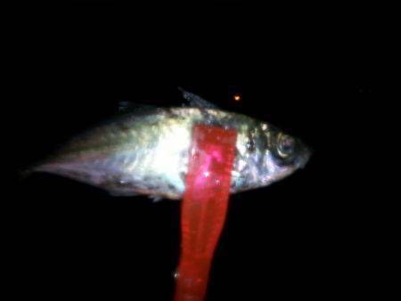 堺漁港でアジ入れ食い☆朝まで釣れました