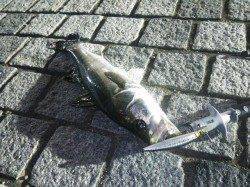 洲本　際を攻めてシーバスゲット☆