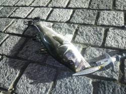 洲本　際を攻めてシーバスゲット☆