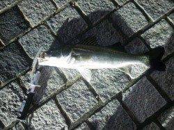 洲本　際を攻めてシーバスゲット☆