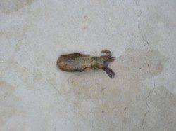 マリーナシティでアオリイカ新子、夕方にはタチウオ&カマス!