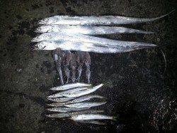 マリーナシティでアオリイカ新子、夕方にはタチウオ&カマス!