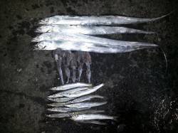 マリーナシティでアオリイカ新子、夕方にはタ…