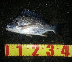 舞洲チニング〜高活性のキビレゲーム面白いです！