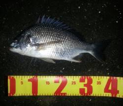 舞洲チニング〜高活性のキビレゲーム面白いで…