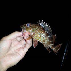 和歌山マリーナシティ　ワインドでタチウオ　ガシリングのガシラは入れ食い
