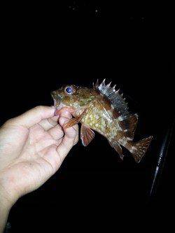 和歌山マリーナシティ　ワインドでタチウオ　ガシリングのガシラは入れ食い