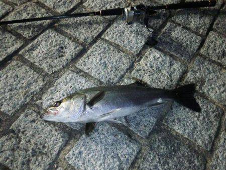 シーバス狙いで洲本へ、夜になると高活性に♪…