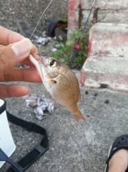 マリーナシティにてライトゲームでカマス・タチウオ・ガシラなど