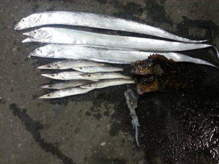 マリーナシティにてライトゲームでカマス・タ…