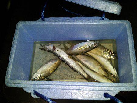 仕事後の短時間釣行　イイ型のアジがいました…