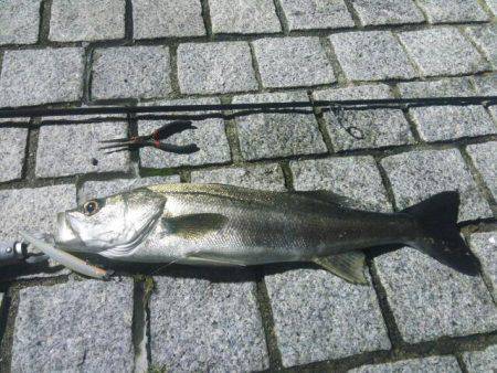 台風後洲本川でシーバス狙い!! グッドサイ…