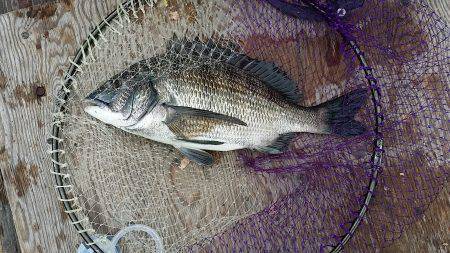 武庫川河口　一ヶ月ぶりのフカセ釣行でチヌゲ…