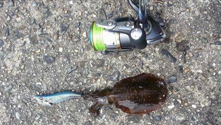 唐尾漁港にてエギング〜アオリイカ新子が釣れ…