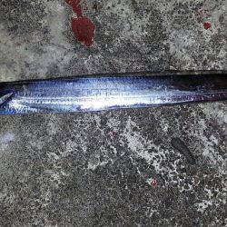 マリーナシティ周辺タチウオワインド&ガシリングの釣果