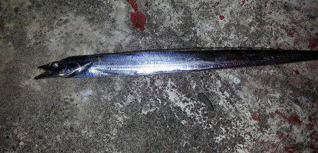 マリーナシティ周辺タチウオワインド&…