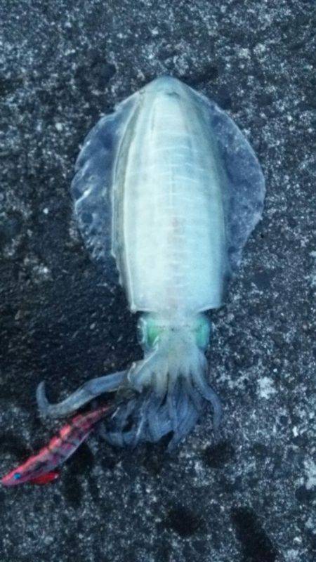 新宮にてエギングでアオリイカ&アカ…